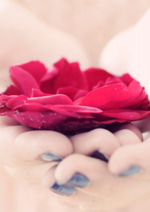 Female hands hold a red flower